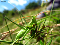 <em>Saga pedo</em><br />(Tettigonioidea, Orthoptera) S.ped