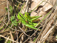 E.brachyptera